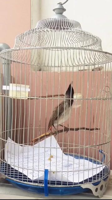 mào mồng đá lân có clip. Mua bán Chim tại Quận Tân Bình Tp Hồ Chí Minh được đăng bởi meomeo hình 1