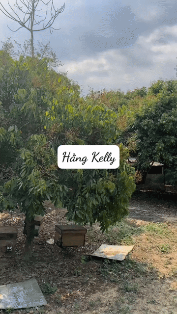 Mật ong nhãn Tây Bắc. Mua bán Đồ ăn, thực phẩm và các loại khác tại Thành phố Thủ Đức Tp Hồ Chí Minh được đăng bởi Thu Hằng hình 1