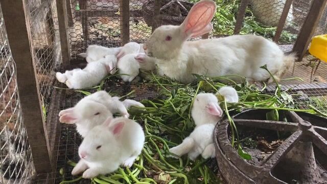 Cần bán thỏ con - thỏ giống. Mua bán Thú cưng khác tại Thành phố Tân An Long An được đăng bởi Trịnh Khánh Nhung hình 1