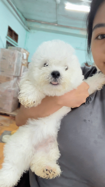 Chó Bichon Tini Trắng Đực Cái. Mua bán Chó tại Quận Ngũ Hành Sơn Đà Nẵng được đăng bởi An Pet hình 1
