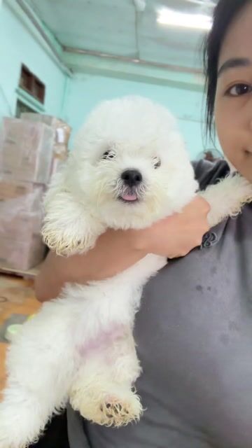 Chó Bichon Tini Trắng Đực Cái. Mua bán Chó tại Quận Ngũ Hành Sơn Đà Nẵng được đăng bởi An Pet hình 1