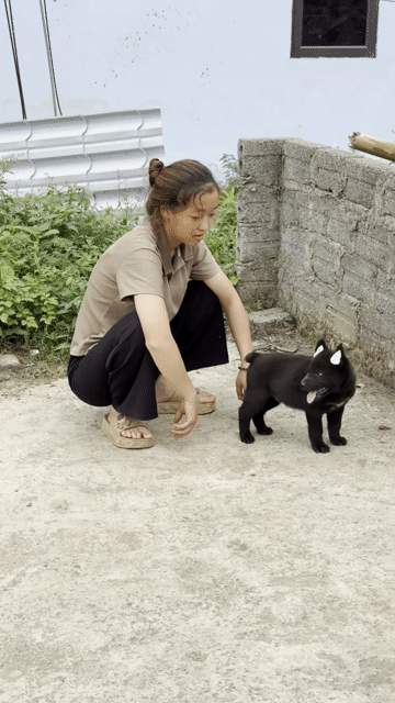 Chó Hmông Cộc Đuôi Đen 4kg. Mua bán Chó tại Thành phố Tuyên Quang Tuyên Quang được đăng bởi Lý Hùng hình 1