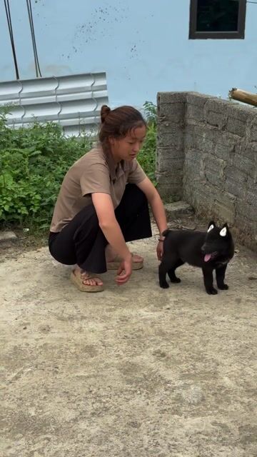 Chó Hmông Cộc Đuôi Đen 4kg. Mua bán Chó tại Thành phố Tuyên Quang Tuyên Quang được đăng bởi Lý Hùng hình 1