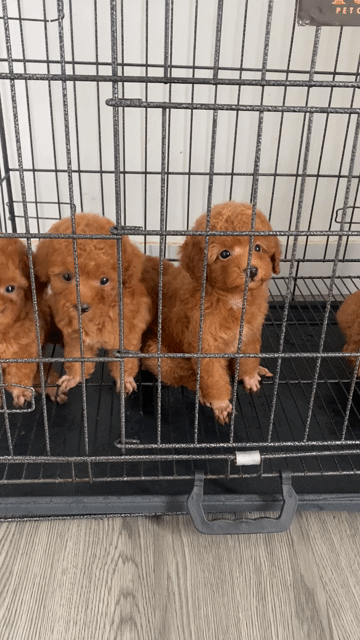 Chó Poodle Cái Nâu đỏ 2 tháng đã tiêm. Mua bán Chó tại Quận 12 Tp Hồ Chí Minh được đăng bởi Nguyễn Nguyễn hình 1