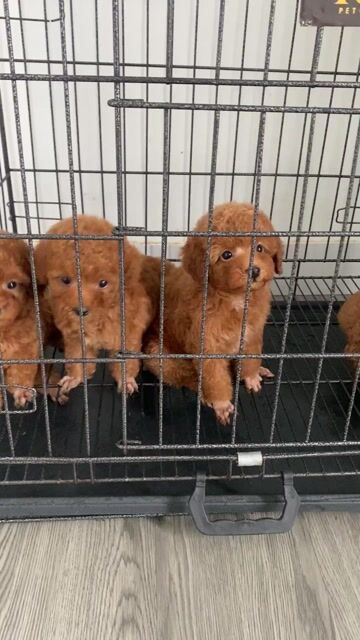 Chó Poodle Cái Nâu đỏ 2 tháng đã tiêm. Mua bán Chó tại Quận 12 Tp Hồ Chí Minh được đăng bởi Nguyễn Nguyễn hình 1