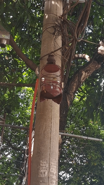 Chim cảnh Vàng Xanh Líu căng chịu đấu. Mua bán Chim tại Quận Bắc Từ Liêm Hà Nội được đăng bởi đam mê hội tụ hình 1