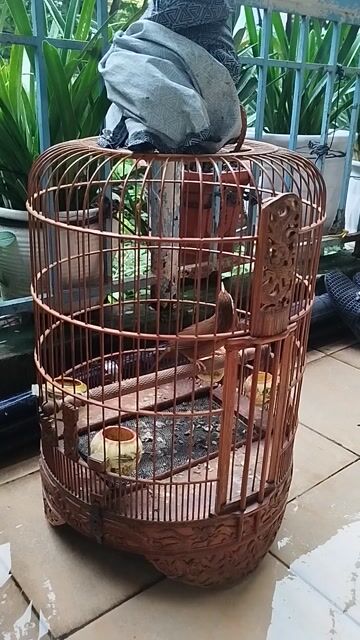 Chim Tiểu Mi Nâu hót suốt ngày. Mua bán Chim tại Quận Ba Đình Hà Nội được đăng bởi Nguyễn Đạt hình 1