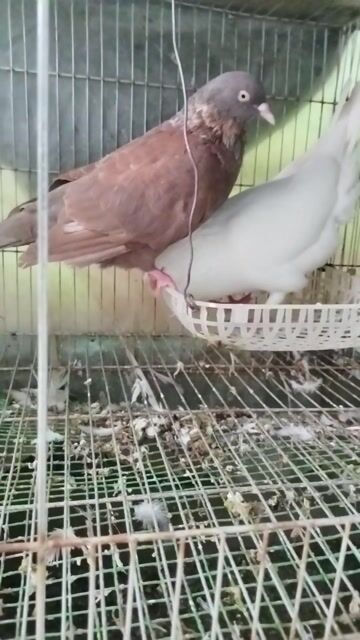 1 Bồ câu Mimax trống 
1 bồ câu gà mỹ trống loại 2. Mua bán Chim tại Huyện Long Thành Đồng Nai được đăng bởi Nguyễn thanh Việt hình 1