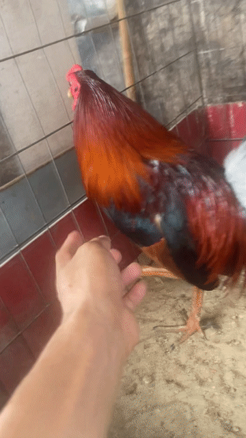 rớt cái sổ 7. Mua bán Gà tại Huyện Hóc Môn Tp Hồ Chí Minh được đăng bởi Chivas hình 1