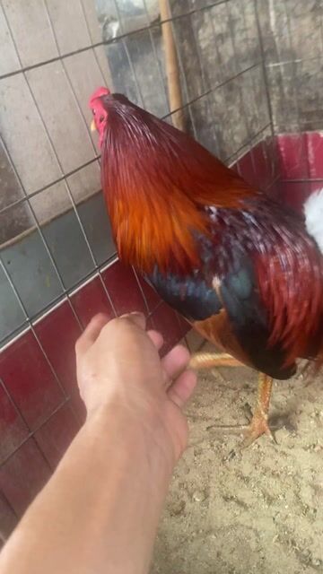rớt cái sổ 7. Mua bán Gà tại Huyện Hóc Môn Tp Hồ Chí Minh được đăng bởi Chivas hình 1