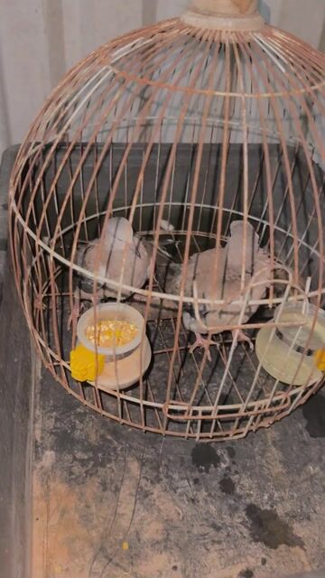 Chim cu gáy Cặp trống mái. Mua bán Chim tại Thành phố Trà Vinh Trà Vinh được đăng bởi Trung Hiếu hình 1