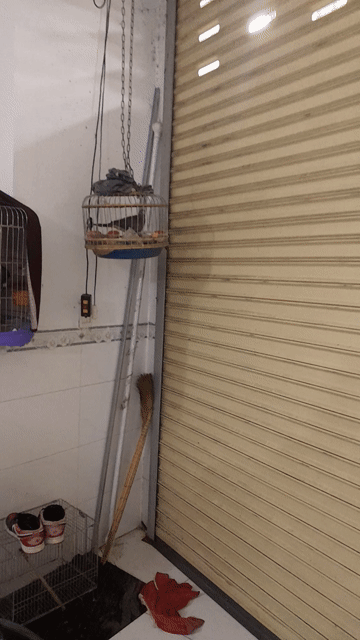 Chim khách . Mua bán Chim tại Huyện Vĩnh Cửu Đồng Nai được đăng bởi MrBin hình 1