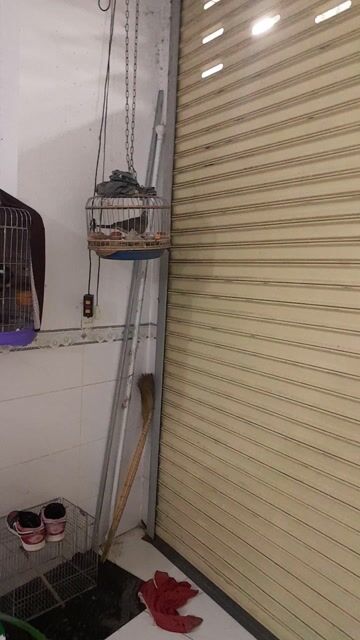 Chim khách . Mua bán Chim tại Huyện Vĩnh Cửu Đồng Nai được đăng bởi MrBin hình 1