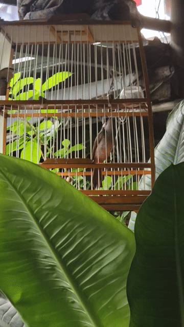 Chim chào mào non trống 2 tháng đã tiêm. Mua bán Chim tại Huyện Hoài Đức Hà Nội được đăng bởi Anh Nguyên hình 1