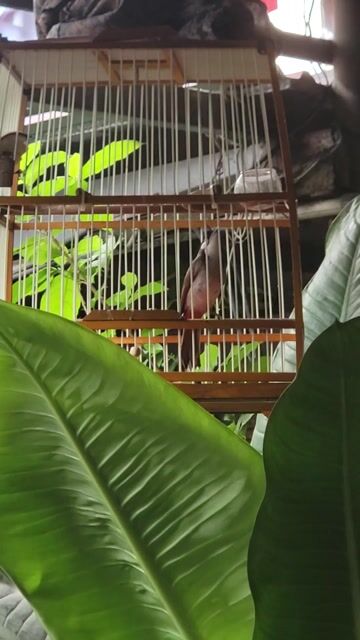 Chim chào mào non trống 2 tháng đã tiêm. Mua bán Chim tại Huyện Hoài Đức Hà Nội được đăng bởi Anh Nguyên hình 1