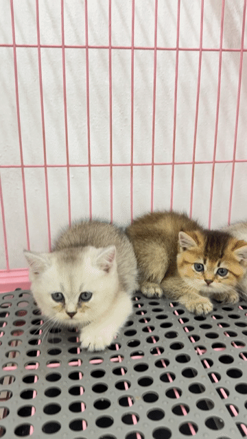 Mèo Anh lông ngắn form to mặt xinh. Mua bán Mèo tại Quận Hoàng Mai Hà Nội được đăng bởi Pets House hình 1