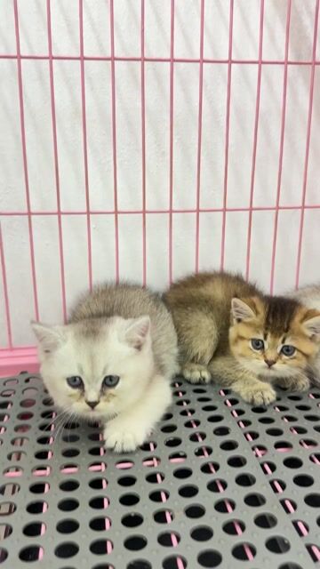 Mèo Anh lông ngắn form to mặt xinh. Mua bán Mèo tại Quận Hoàng Mai Hà Nội được đăng bởi Pets House hình 1