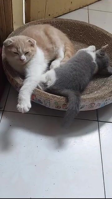 Mèo ALN lai Scotish đực 7 tháng + ALN cái 5M. Mua bán Mèo tại Quận Hoàn Kiếm Hà Nội được đăng bởi Nguyễn Thu Hà hình 1