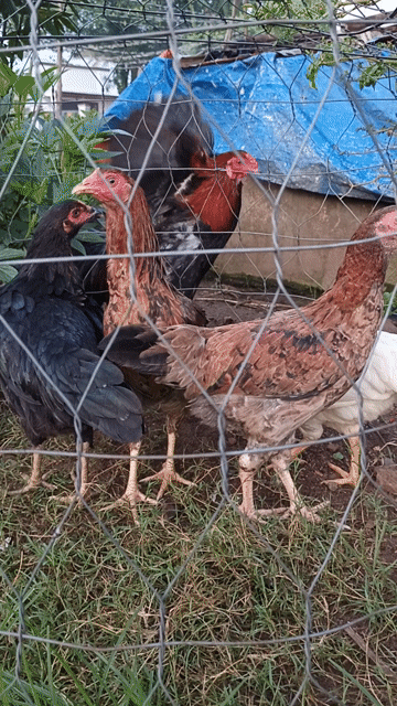 máu mỹ việt 4 con 1tr2. Mua bán Gà tại Thành phố Long Khánh Đồng Nai được đăng bởi Sang hình 1