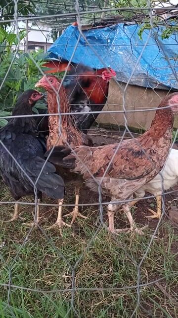 máu mỹ việt 4 con 1tr2. Mua bán Gà tại Thành phố Long Khánh Đồng Nai được đăng bởi Sang hình 1