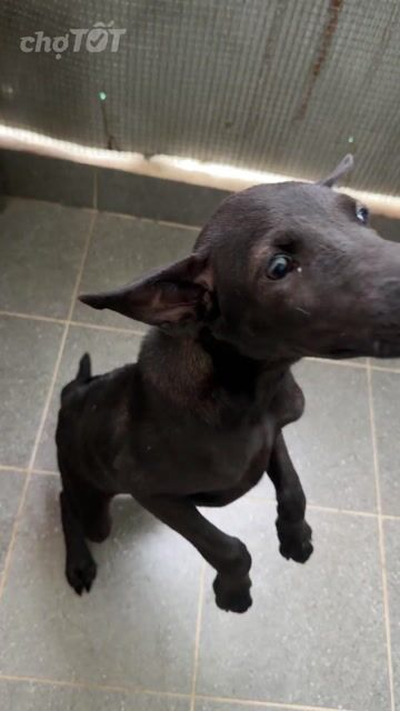 Chó Phú Quốc Đen phong thuỷ 3 tháng. Mua bán Chó tại Quận 12 Tp Hồ Chí Minh được đăng bởi QB SHOP PETS hình 1