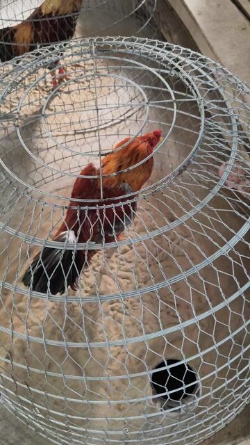 xám Việt 2kg9 lườn dài tay tốt lắc mặt. Mua bán Gà tại Huyện Chợ Mới An Giang được đăng bởi Thắng gà đá long xuyên hình 1