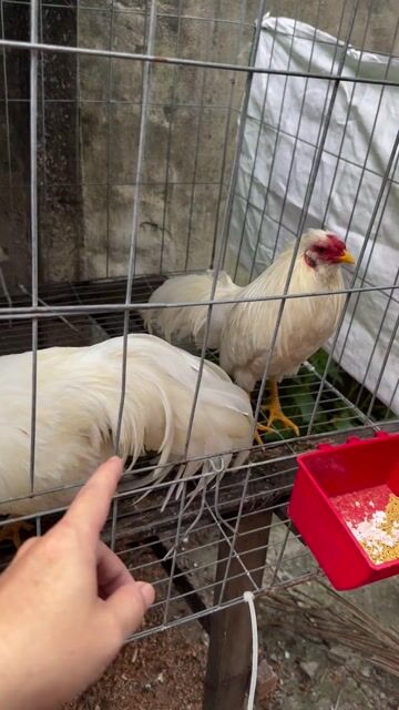 Gà tre Tân Châu Nhạn trắng 4-5 tháng. Mua bán Gà tại Huyện Nhơn Trạch Đồng Nai được đăng bởi Tên chưa cung cấp hình 1