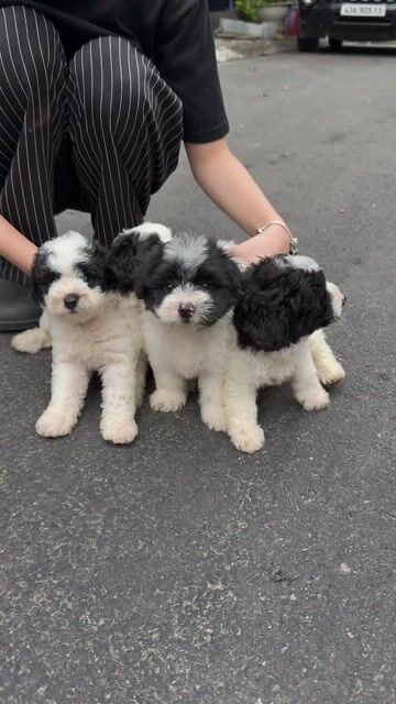 Chó Poodle Đen trắng. Mua bán Chó tại Quận Liên Chiểu Đà Nẵng được đăng bởi Pet House hình 1