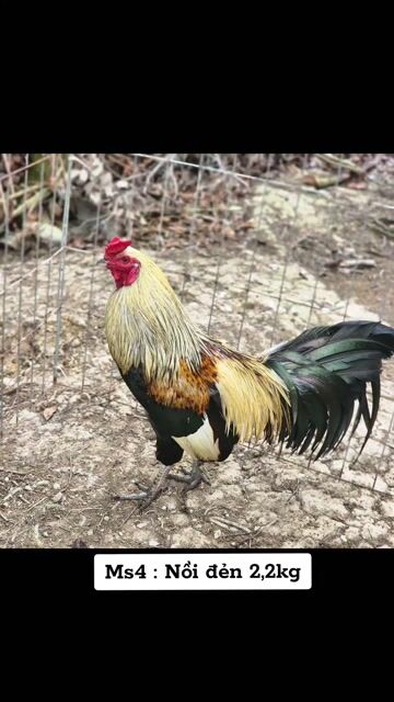 Gà nồi đẻn 2.2kg. Mua bán Gà tại Huyện Thoại Sơn An Giang được đăng bởi Nguyễn Phước Thịnh hình 1