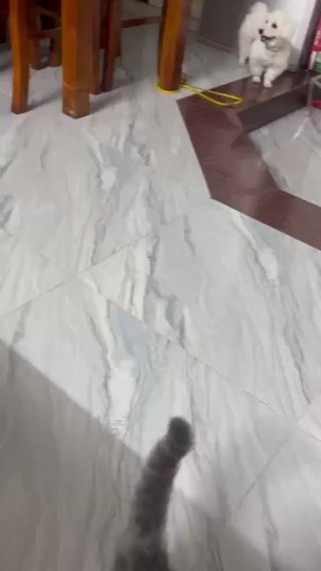 Chó poodle cái tơ trắng tinh. Mua bán Chó tại Huyện Hoài Đức Hà Nội được đăng bởi Lạc Lạc  hình 1