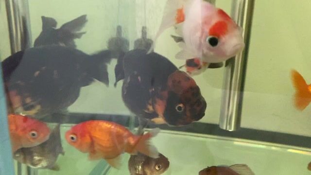 Cá Ranchu Cappilo 2-3 ngón Đa sắc. Mua bán Thú cưng khác tại Quận Long Biên Hà Nội được đăng bởi Kim Anh hình 1