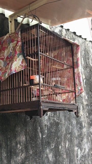 Chim chào mào cộng lồng . Mua bán Chim tại Quận Bình Thạnh Tp Hồ Chí Minh được đăng bởi cá thủy sinh  hình 1