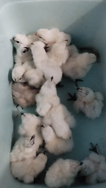 Gà ác con màu Trắng. Mua bán Gà tại Quận Bình Tân Tp Hồ Chí Minh được đăng bởi Nhật Trường hình 1