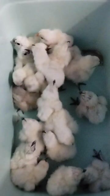 Gà ác con màu Trắng. Mua bán Gà tại Quận Bình Tân Tp Hồ Chí Minh được đăng bởi Nhật Trường hình 1