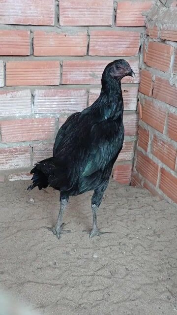 Gà Peru black night mái 5 tháng. Mua bán Gà tại Quận Bình Thuỷ Cần Thơ được đăng bởi Trại gà long tuyền bình thủy cần thơ hình 1