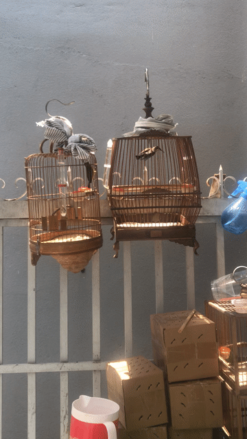 thanh lý hm bụng trắng và hút mật họng đen. Mua bán Chim tại Quận 7 Tp Hồ Chí Minh được đăng bởi Xóa Hết hình 1