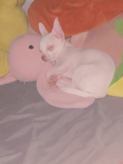 Chó Chihuahua Trắng 3 tháng. Mua bán Chó tại Quận 4 Tp Hồ Chí Minh được đăng bởi Nguyen Tu Anh hình 1