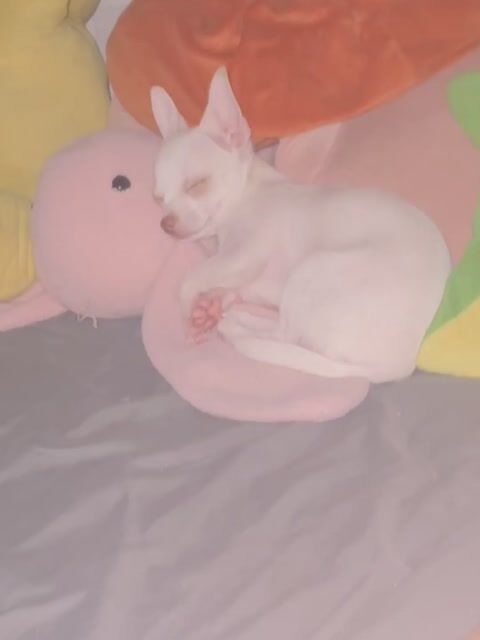 Chó Chihuahua Trắng 3 tháng. Mua bán Chó tại Quận 4 Tp Hồ Chí Minh được đăng bởi Nguyen Tu Anh hình 1