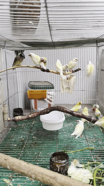 Chim bảy màu Châu Âu trưởng thành đa sắc. Mua bán Chim tại Quận Bình Tân Tp Hồ Chí Minh được đăng bởi Nguyễn Huy hình 1