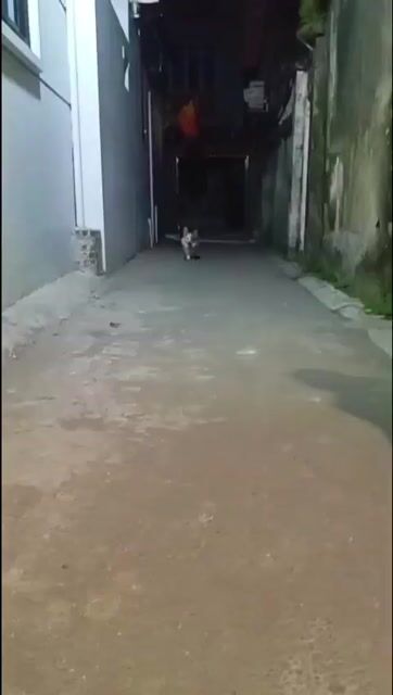 CÚN CORGI NĂNG ĐỘNG - THÂN THIỆN - SIÊU ĐÁNG YÊU Ạ. Mua bán Chó tại Quận Đống Đa Hà Nội được đăng bởi Tùng Lâm corgi hình 1