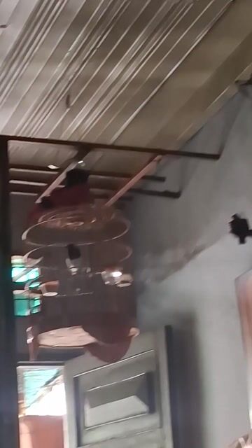 Chim Chích choè than đẹp. Mua bán Chim tại Quận Phú Nhuận Tp Hồ Chí Minh được đăng bởi Phạm Nguyễn Phi hình 1