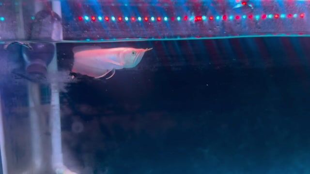 ngân long ab. Mua bán Thú cưng khác tại Quận 12 Tp Hồ Chí Minh được đăng bởi Trường Duy hình 1