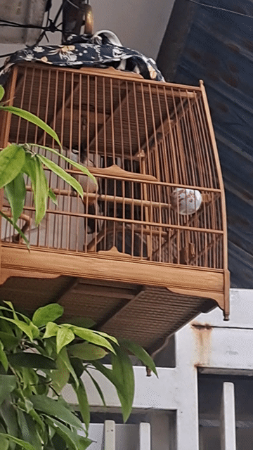 Chim chào mào thuần giọng hay! ko tật lỗi. Mua bán Chim tại Quận Hải Châu Đà Nẵng được đăng bởi Đỗ Thế Lữ hình 1