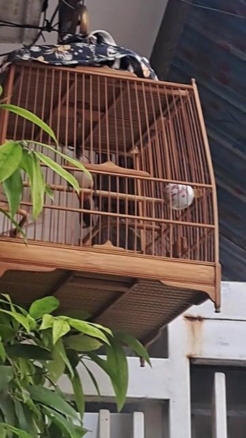 Chim chào mào thuần giọng hay! ko tật lỗi. Mua bán Chim tại Quận Hải Châu Đà Nẵng được đăng bởi Đỗ Thế Lữ hình 1