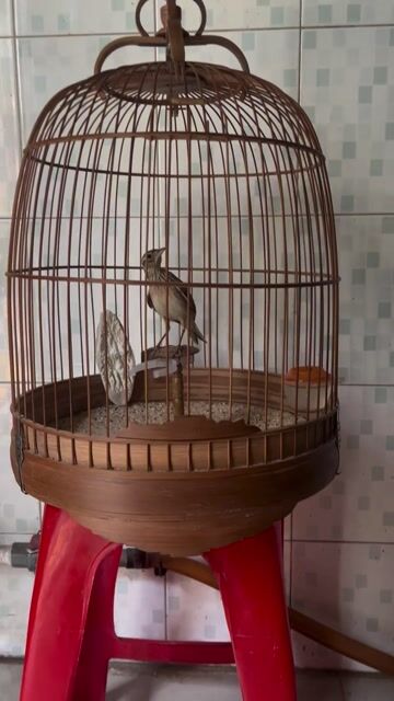 sơn ca chim tơ. Mua bán Chim tại Quận 11 Tp Hồ Chí Minh được đăng bởi Kha hình 1