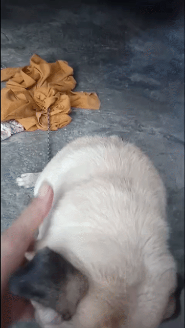 Chó Pug Đực Vàng Kem 8kg Đã tiêm phòng. Mua bán Chó tại Huyện Xuân Lộc Đồng Nai được đăng bởi Hoàng Thiên Định hình 1