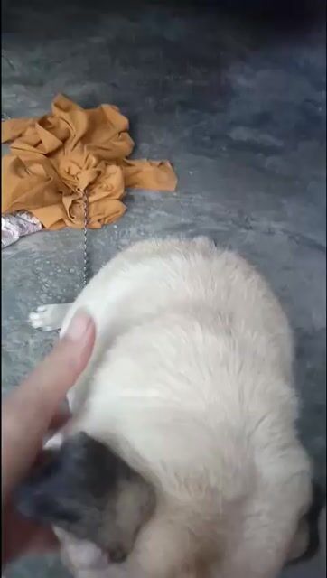 Chó Pug Đực Vàng Kem 8kg Đã tiêm phòng. Mua bán Chó tại Huyện Xuân Lộc Đồng Nai được đăng bởi Hoàng Thiên Định hình 1