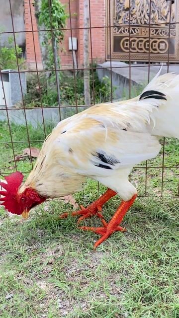 Bứơm Thái/Mỹ Xuyên Đao 3k4/3,5kg chuẩn nọc. Mua bán Gà tại Thành phố Biên Hòa Đồng Nai được đăng bởi Đinh Hoàng Nam hình 1