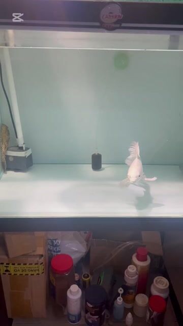 Cá chép phi tần trắng size to chuẩn. Mua bán Thú cưng khác tại Quận 8 Tp Hồ Chí Minh được đăng bởi anh phúc hình 1