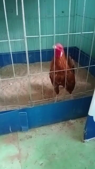 Chuồng thú cưng Kim loại 80v đã qua sử dụng. Mua bán Phụ kiện, Thức ăn, Dịch vụ tại Quận 1 Tp Hồ Chí Minh được đăng bởi Hoàng Phúc hình 1